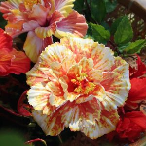 Double Hibiscus Hair Pick