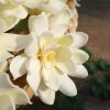 Natural look gardenia8 flowers for hair accessories