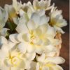 Cream gardenia8 flowers for hair accessories_zoom