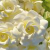 White yellow gardenia9 flower hair pick for accessories